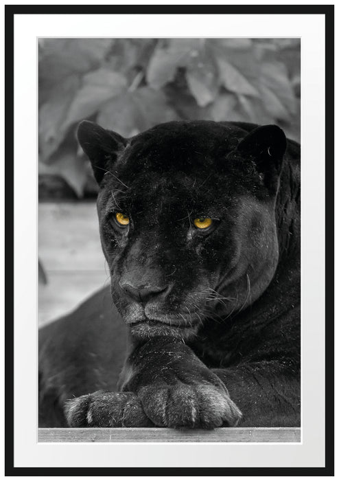 Pixxprint schwarzer Panther, im Galerie-Passepartout Bilderrahmen