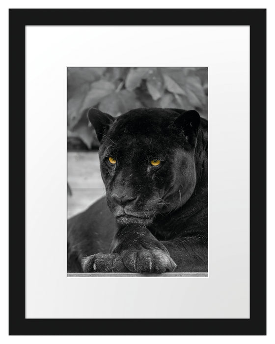 schwarzer Panther Passepartout 38x30