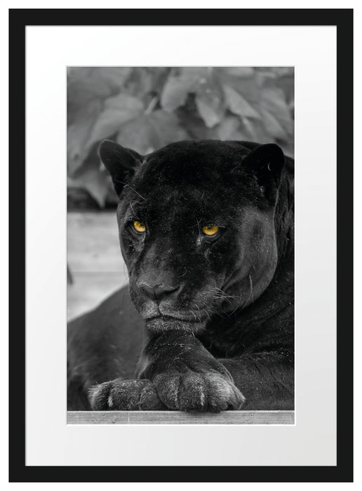 schwarzer Panther Passepartout 55x40