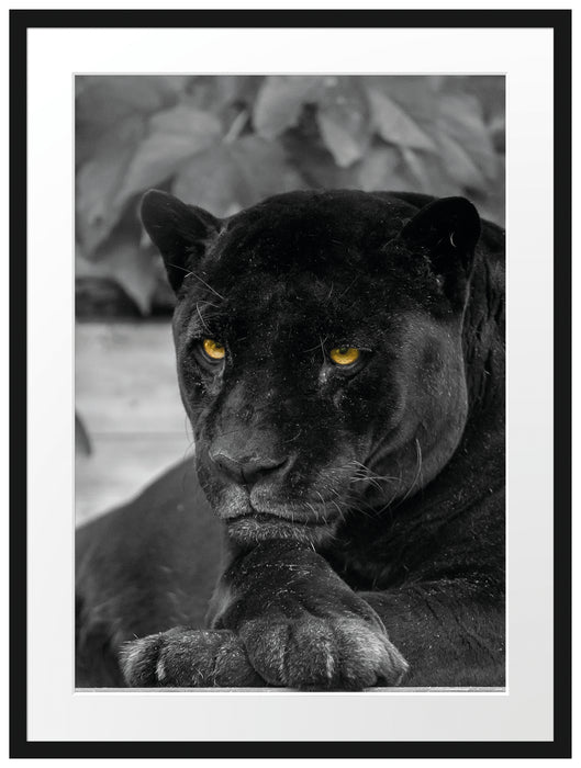 schwarzer Panther Passepartout 80x60