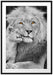 schöner Löwe mit Jungtier Passepartout 100x70