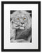 schöner Löwe mit Jungtier Passepartout 38x30