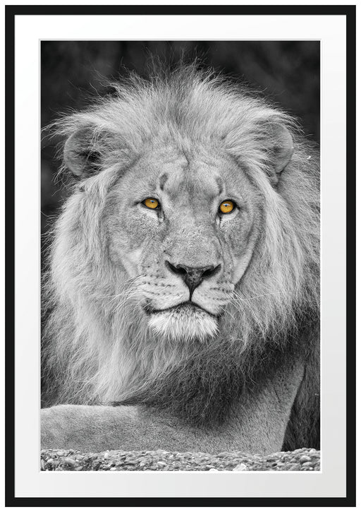 majestätischer Löwe auf Stein Passepartout 100x70