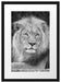 majestätischer Löwe auf Stein Passepartout 55x40