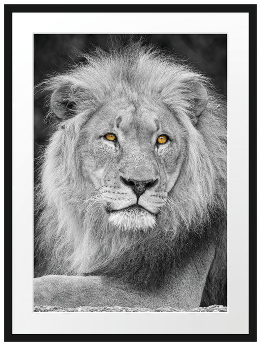 majestätischer Löwe auf Stein Passepartout 80x60