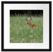 kleines Rehkitz auf Wiese Passepartout Quadratisch 40x40