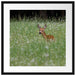 kleines Rehkitz auf Wiese Passepartout Quadratisch 55x55