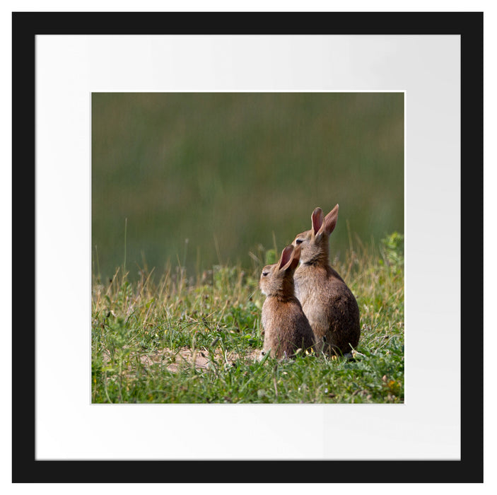 zwei Häschen auf Frühlingswiese Passepartout Quadratisch 40x40
