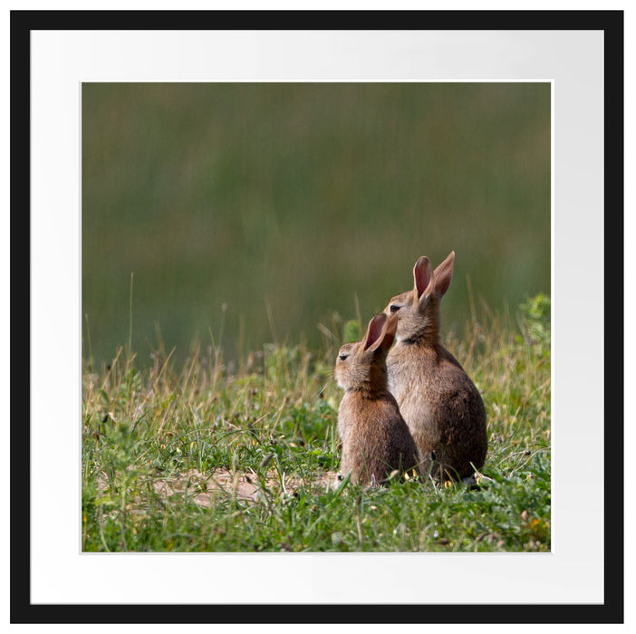 zwei Häschen auf Frühlingswiese Passepartout Quadratisch 55x55
