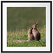zwei Häschen auf Frühlingswiese Passepartout Quadratisch 55x55