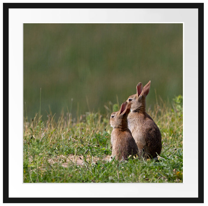zwei Häschen auf Frühlingswiese Passepartout Quadratisch 70x70