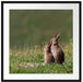 zwei Häschen auf Frühlingswiese Passepartout Quadratisch 70x70