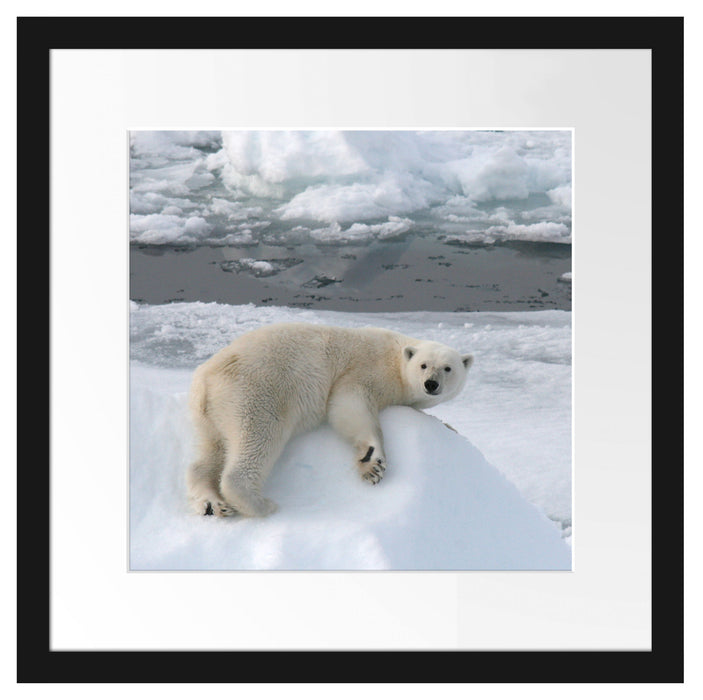 Eisbär auf Eisberg Passepartout Quadratisch 40x40