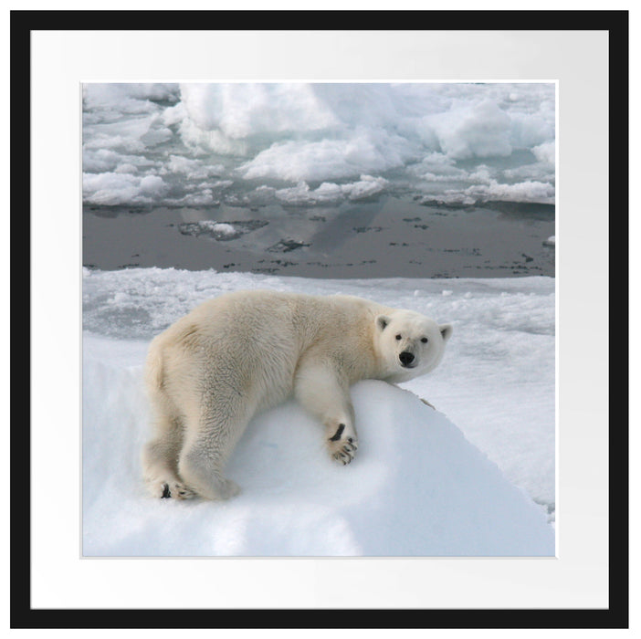 Eisbär auf Eisberg Passepartout Quadratisch 55x55