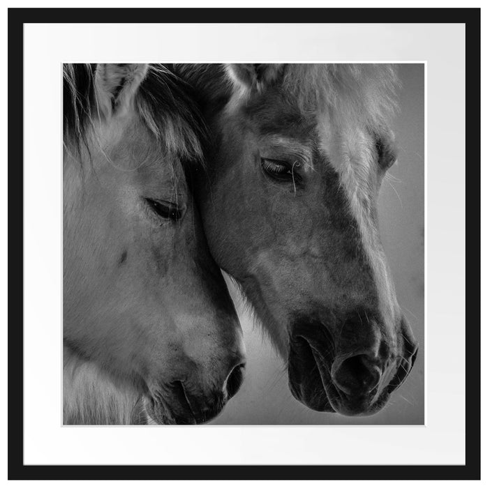 zwei liebevolle Pferde Passepartout Quadratisch 55x55