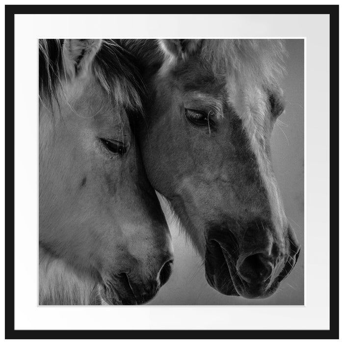 zwei liebevolle Pferde Passepartout Quadratisch 70x70