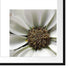 kleine weiße zarte Blüte Passepartout Quadratisch 55x55