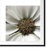 kleine weiße zarte Blüte Passepartout Quadratisch 70x70
