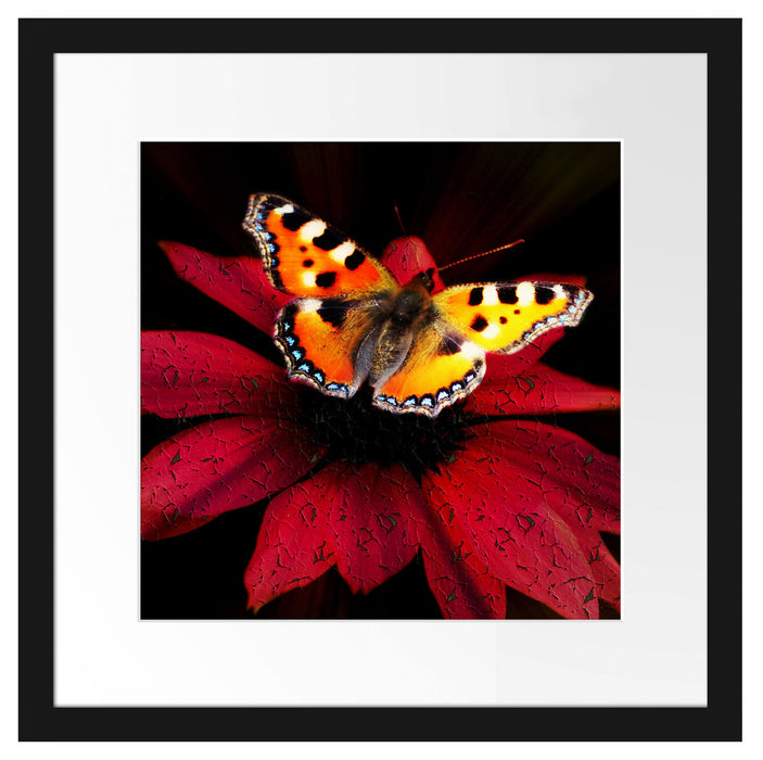 Schmetterling auf roter Blüte Passepartout Quadratisch 40x40