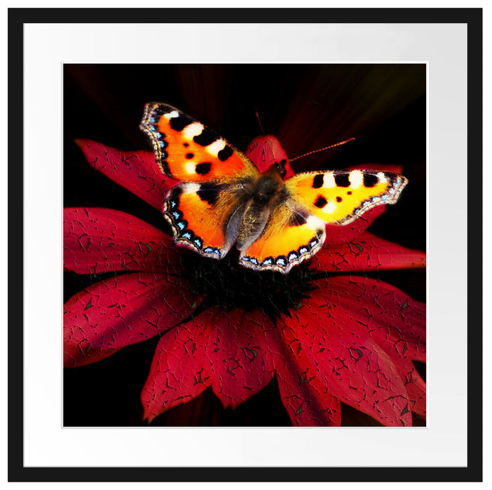 Schmetterling auf roter Blüte Passepartout Quadratisch 55x55