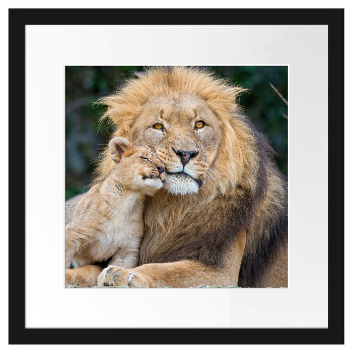 schöner Löwe mit Jungtier Passepartout Quadratisch 40x40