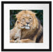 schöner Löwe mit Jungtier Passepartout Quadratisch 40x40