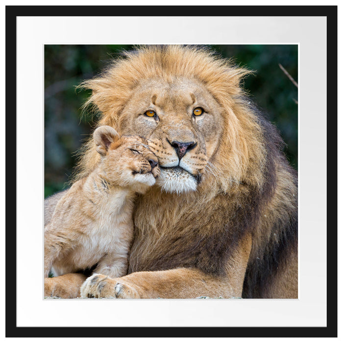 schöner Löwe mit Jungtier Passepartout Quadratisch 55x55