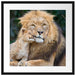 schöner Löwe mit Jungtier Passepartout Quadratisch 55x55