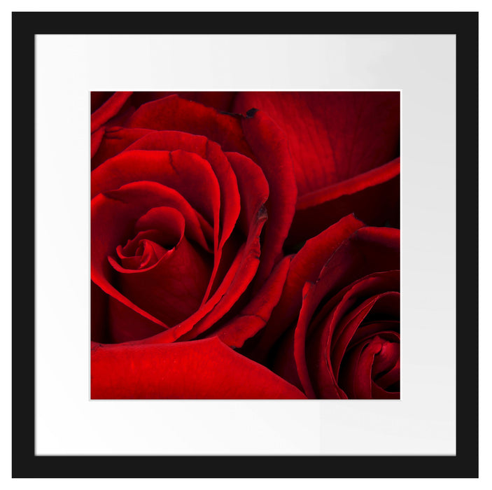 rote Rosen Passepartout Quadratisch 40x40