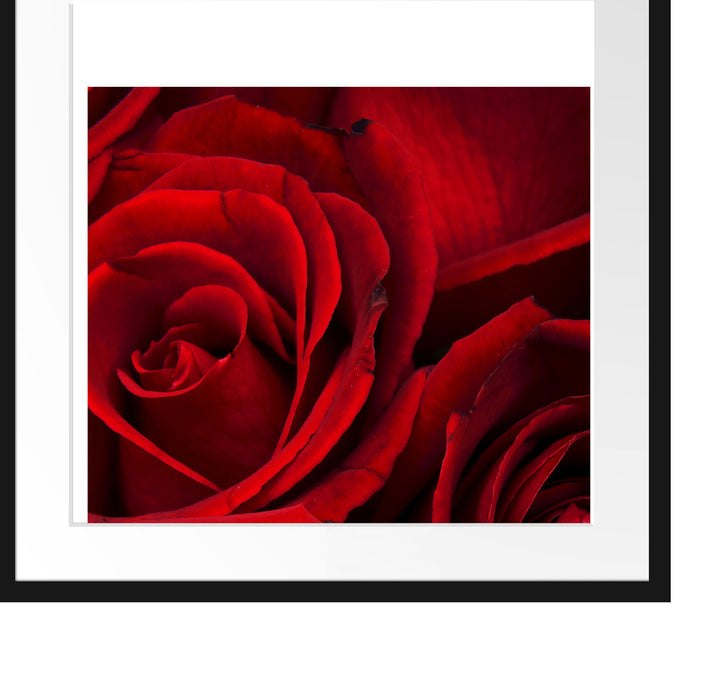 rote Rosen Passepartout Quadratisch 55x55