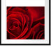 rote Rosen Passepartout Quadratisch 55x55