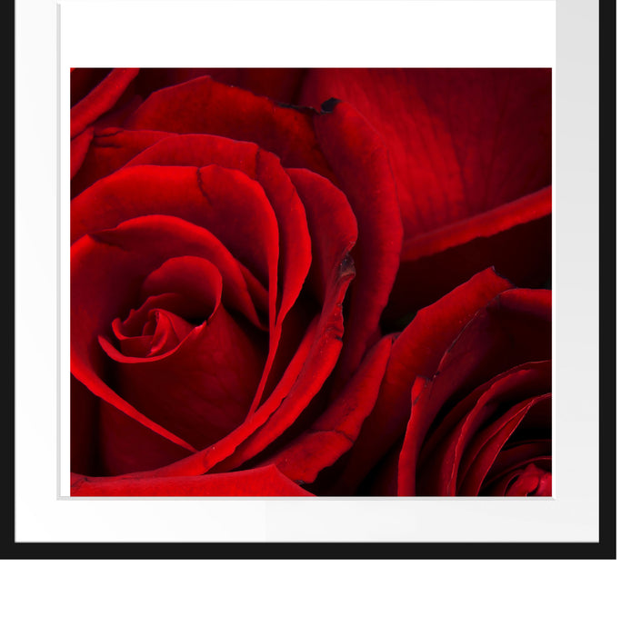 rote Rosen Passepartout Quadratisch 70x70