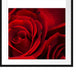rote Rosen Passepartout Quadratisch 70x70