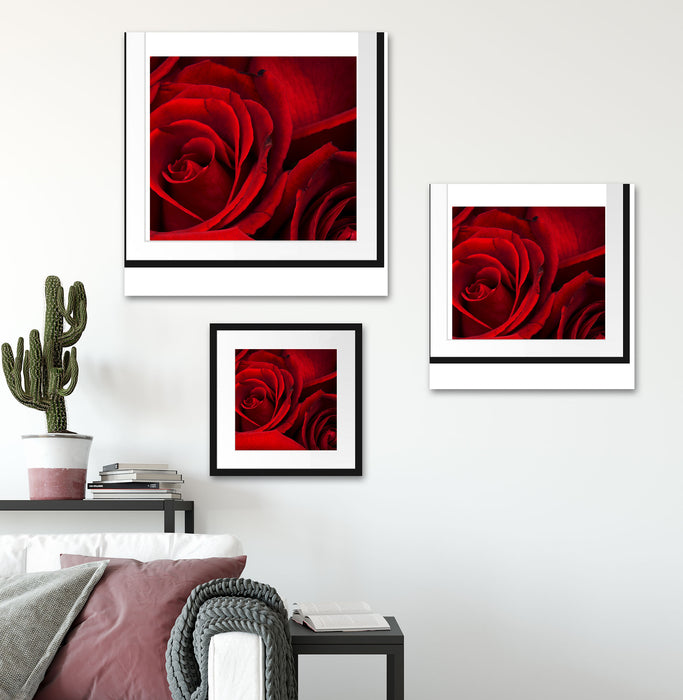 rote Rosen Quadratisch Passepartout Wohnzimmer