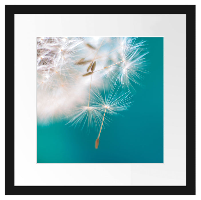 Wunderschöne Pusteblume Passepartout Quadratisch 40x40