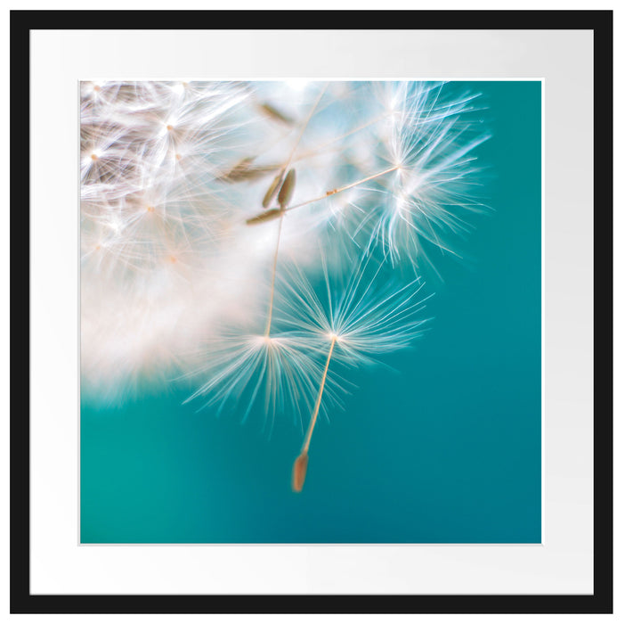 Wunderschöne Pusteblume Passepartout Quadratisch 55x55