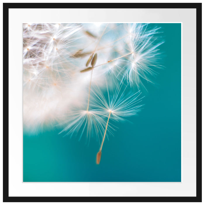 Wunderschöne Pusteblume Passepartout Quadratisch 70x70