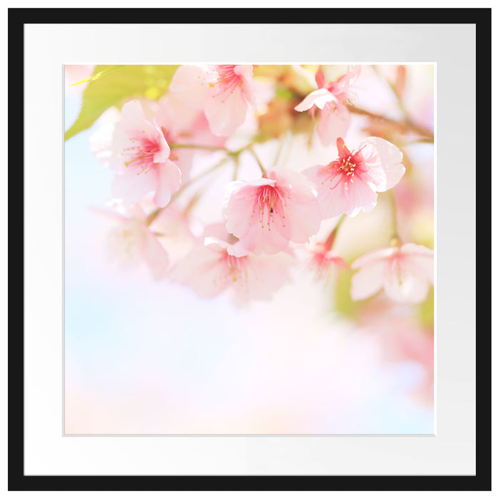 Kirschblüten an Baum Passepartout Quadratisch 55x55