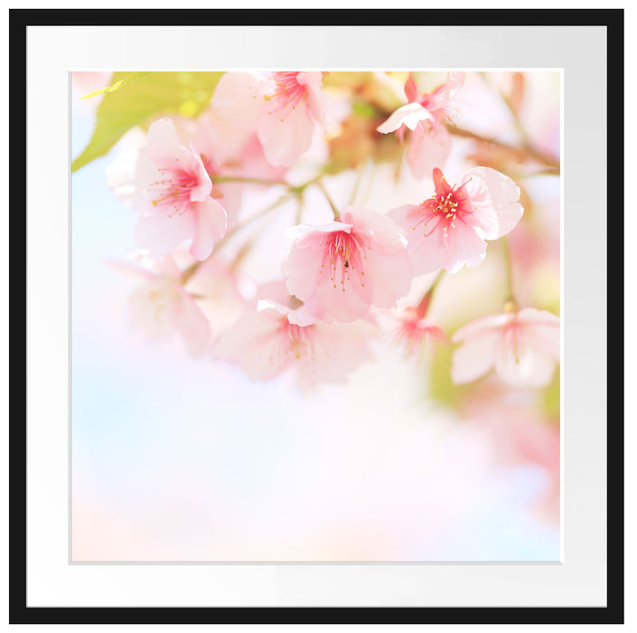 Kirschblüten an Baum Passepartout Quadratisch 70x70