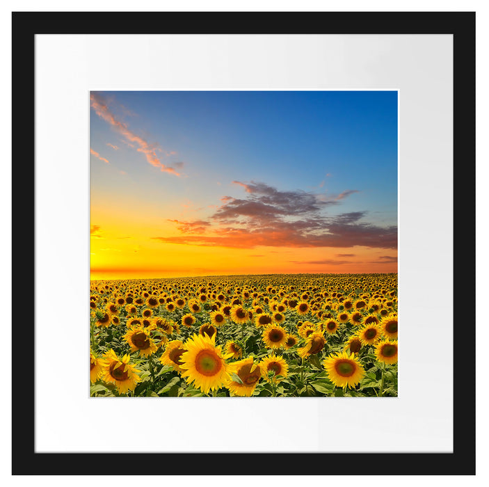 Sonnenuntergang Sonnenblumen Passepartout Quadratisch 40x40