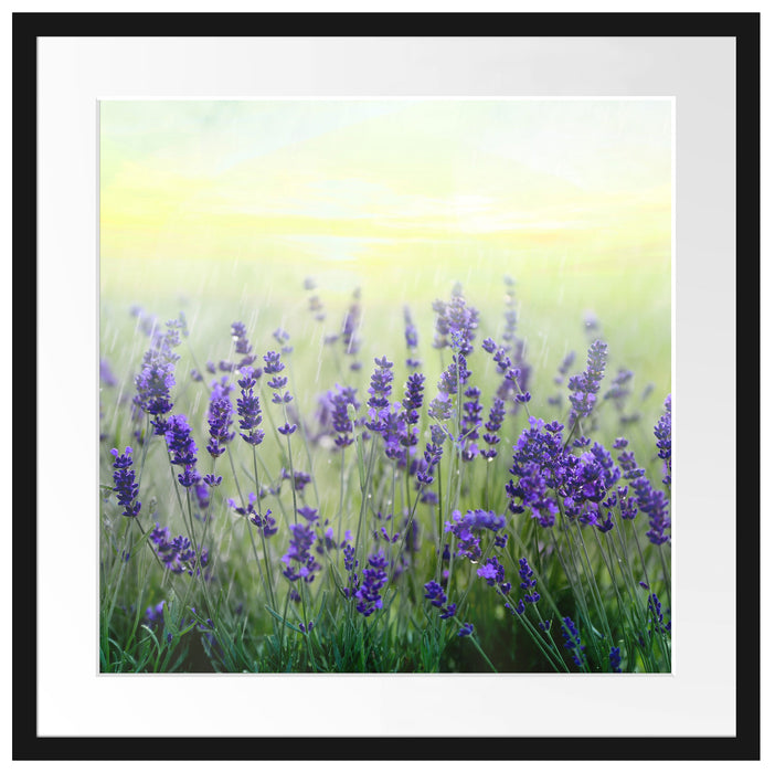 Schöner Lavendel im Regen Passepartout Quadratisch 55x55