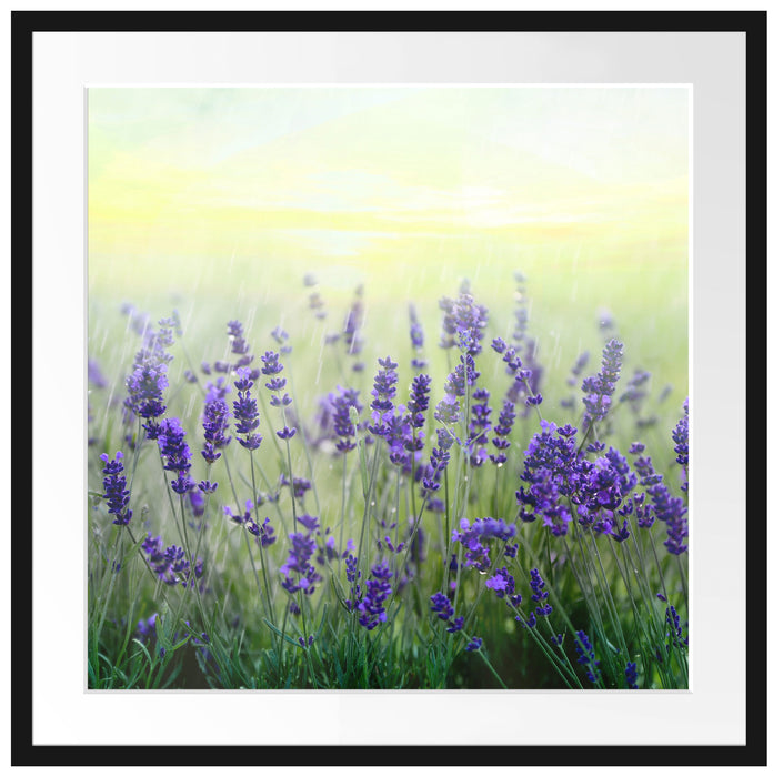Schöner Lavendel im Regen Passepartout Quadratisch 70x70