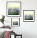 Schöner Lavendel im Regen Quadratisch Passepartout Wohnzimmer