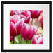 Tulpen mit Morgentau Passepartout Quadratisch 40x40