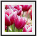 Tulpen mit Morgentau Passepartout Quadratisch 55x55