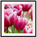 Tulpen mit Morgentau Passepartout Quadratisch 70x70