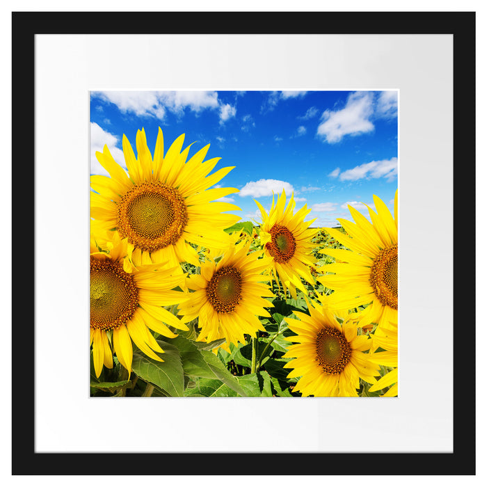 Sonnenblumenwiese unter Himmel Passepartout Quadratisch 40x40