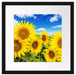 Sonnenblumenwiese unter Himmel Passepartout Quadratisch 40x40