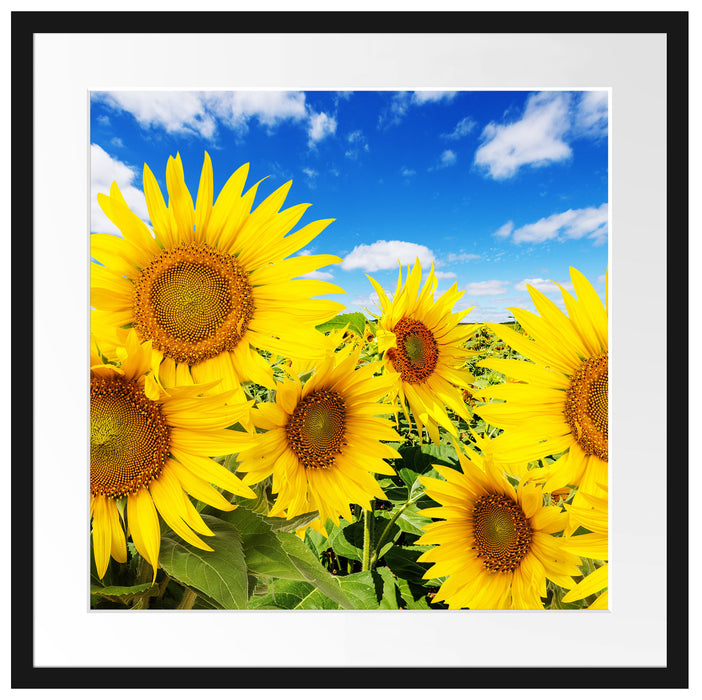 Sonnenblumenwiese unter Himmel Passepartout Quadratisch 55x55