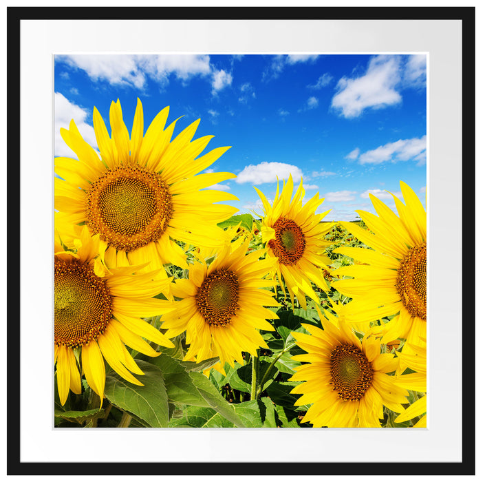 Sonnenblumenwiese unter Himmel Passepartout Quadratisch 70x70